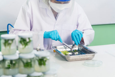 Biochemistry asian Scientist women working plants tissue culture biotechnology in science lab. Biotech Laboratory asian woman look at Glass Petri Dish, plants tissue culture jar. Biosynthesis processの写真素材