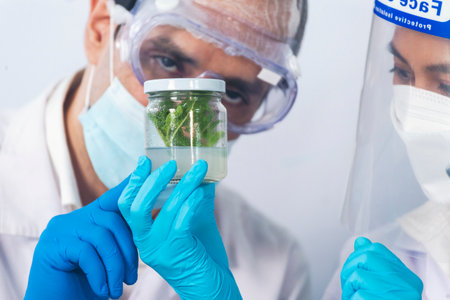 Scientist teams consult together with biochemistry plants tissue culture biotechnology science. Biotech Laboratory teamwork man and woman discuss look at Glass Petri Dish,  plants tissue culture jarの写真素材