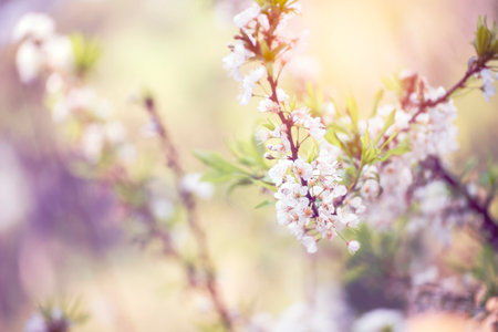 Purple Pastel flower floral soft nature blossom blurred background. Vintage retro romance plum botanical bloom spring season. Blurry Cherry blossom petals plant in beautiful garden. Backdrop templateの写真素材