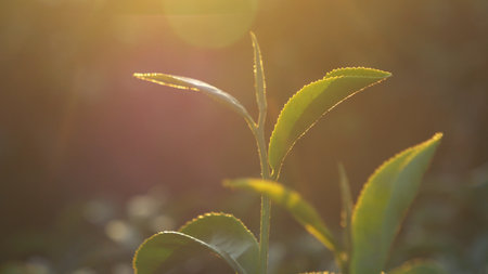 Green tea tree leaves field Fresh young tender bud herbal in farm on summer morning. Sunlight Green...