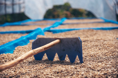 Close up Hand with Raw coffee beans heap dry green seed. Farmer's hands selected waste rod unroasted grain in eco farm. Arabica farm plant coffee bean agriculture objects. Sun dried Fresh black coffeeの写真素材