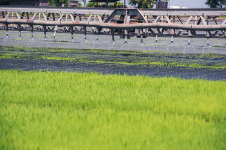 Green farm sprinkler automatic Watering machine Rice Field Green agriculture ecosystem Asian rice paddy field Thailand green farm. Harvest agriculture planting cultivation green rice terraces gardenの写真素材