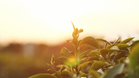 Green tea tree leaves field Fresh young tender bud herbal in farm on summer morning. Sunlight Green tea tree plant camellia sinensis in organic farm. Close up Tree tea plant green nature in morningの写真素材