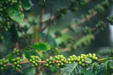 Close up Green seed berries harvest arabica coffee garden. Green coffee bean berry plant fresh raw seed coffee tree growth in eco organic farm. Fresh coffee bean green leaf bush ecology berry plantの写真素材