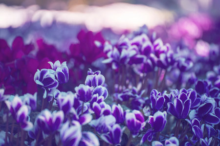 Purple Pastel flower floral soft nature blossom blurred background. Vintage retro romance plum botanical bloom spring season. Blurry Cherry blossom petals plant in beautiful garden. Backdrop templateの写真素材