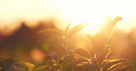 Green tea tree leaves field Fresh young tender bud herbal in farm on summer morning. Sunlight Green tea tree plant camellia sinensis in organic farm. Close up Tree tea plant green nature in morningの写真素材