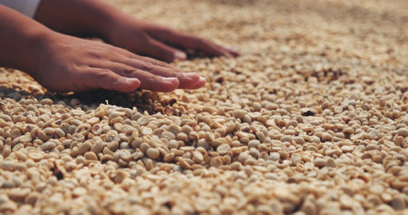 Close up Hand with Raw coffee beans heap dry green seed. Farmer's hands selected waste rod unroasted grain in eco farm. Arabica farm plant coffee bean agriculture objects. Sun dried Fresh black coffeeの写真素材
