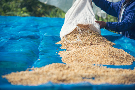 Close up Hand with Raw coffee beans heap dry green seed. Farmer's hands selected waste rod unroasted...