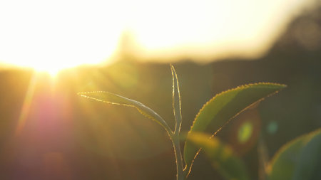 Green tea tree leaves camellia sinensis in organic farm sunlight. Fresh young tender bud herbal farm on summer morning. Sunlight Green tea tree plant. Close up Tree tea plant green nature in morningの写真素材