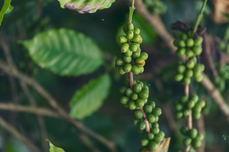 Fresh coffee bean green leaf bush ecology berry plant. Green coffee bean berry plant fresh raw seed coffee tree growth in eco organic farm. Close up Green seed berries harvest arabica coffee gardenの写真素材
