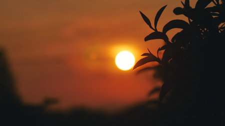 Green tea tree leaves camellia sinensis in organic farm sunlight. Fresh young tender bud herbal farm on summer morning. Sunlight Green tea tree plant. Close up Tree tea plant green nature in morningの写真素材