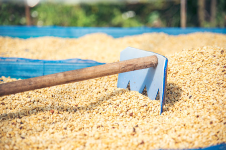 Close up Hand with Raw coffee beans heap dry green seed. Farmer's hands selected waste rod unroasted grain in eco farm. Arabica farm plant coffee bean agriculture objects. Sun dried Fresh black coffeeの写真素材