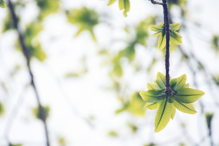 Blur background green park garden nature bright sunny forest. Blurry outdoor park in spring time glowing shinny day template with sunlight bokeh. Abstract blurred background banner copy space.の写真素材
