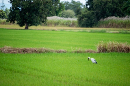 Asian golden rice paddy field vietnam green farm. Harvest agriculture planting cultivation gold, green rice terraces organic farm with tropical natural sunrise. Eco agriculture rice landscape conceptの写真素材