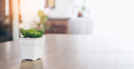 Banner Cactus on wooden table background design interior use Design Element. Display product furniture desk blurred background. Cactus in Ornamental Garden flatlay minimalist banner with copy spaceの写真素材