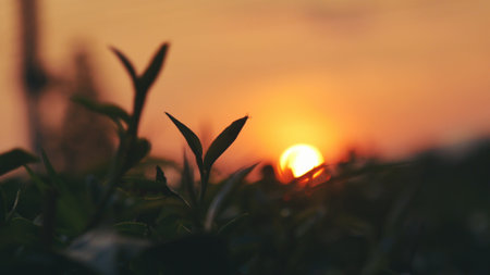 Green tea tree leaves field Fresh young tender bud herbal in farm on summer morning. Sunlight Green tea tree plant camellia sinensis in organic farm. Close up Tree tea plant green nature in morningの写真素材
