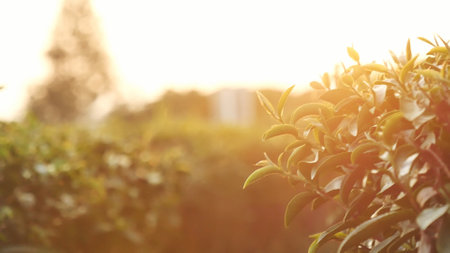 Green tea tree leaves field Fresh young tender bud herbal in farm on summer morning. Sunlight Green tea tree plant camellia sinensis in organic farm. Close up Tree tea plant green nature in morningの写真素材