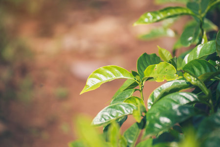 Agriculture Green coffee tree growing berry bean plant. Coffee tree farm growth in eco organic garden. Close up Fresh coffee bean green leaf bush ecology berry plant berries harvest arabica garden.の写真素材