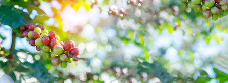 Banner coffee bean berry plant fresh seed. panoramic Ripe Red coffee tree growth green eco organic farm. Banner red ripe seed robusta arabica berries harvest coffee garden. Coffee bean tree copy spaceの写真素材