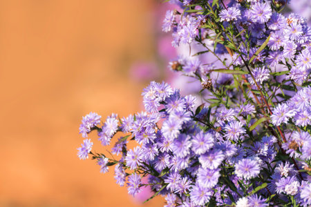 Purple Pastel margaret flower floral soft nature blossom blurred background. Pastel violet romance bloom spring season. Magenta petals blossom in beautiful garden. Close-up violet floral wildflowerの写真素材