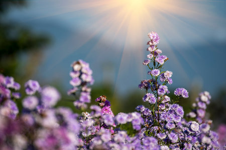 Purple Pastel margaret flower floral soft nature blossom blurred background. Pastel violet romance bloom spring season. Magenta petals blossom in beautiful garden. Close-up violet floral wildflowerの写真素材