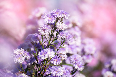 Purple Pastel margaret flower floral soft nature blossom blurred background. Pastel violet romance bloom spring season. Magenta petals blossom in beautiful garden. Close-up violet floral wildflowerの写真素材