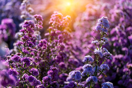Purple Pastel margaret flower floral soft nature blossom blurred background. Pastel violet romance bloom spring season. Magenta petals blossom in beautiful garden. Close-up violet floral wildflowerの写真素材
