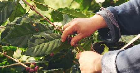 Coffee plant farm woman Hands harvest raw coffee beans. Ripe Red berries plant fresh seed coffee tree growth in green eco farm. Close up hands harvest red seed in basket robusta arabica plant farm.の写真素材