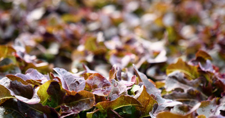 Salad farm vegetable red oak lettuce. Close up fresh organic hydroponic vegetable plantation produce red green salad hydroponic cultivate farm. Red oak lettuce salad in green Organic plantation Farm.の写真素材