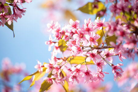 Pink Pastel flower floral soft nature blossom blurred background. Vintage retro romance plum botanical bloom spring season. Blurry Cherry blossom petals plant in beautiful garden. Backdrop templateの写真素材
