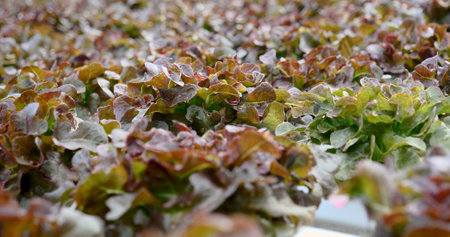 Salad farm vegetable red oak lettuce. Close up fresh organic hydroponic vegetable plantation produce red green salad hydroponic cultivate farm. Red oak lettuce salad in green Organic plantation Farm.の写真素材