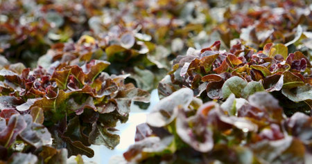 Salad farm vegetable red oak lettuce. Close up fresh organic hydroponic vegetable plantation produce red green salad hydroponic cultivate farm. Red oak lettuce salad in green Organic plantation Farm.の写真素材