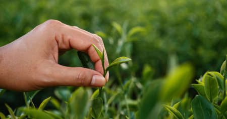 Woman Hand holding harvest plucking black green tea herbal agriculture. Woman work Black Tea farm harvest. hand plucking green tea tree picking bud young tender camellia sinensis leaves organic farmの写真素材