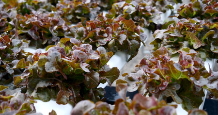 Salad farm vegetable red oak lettuce. Close up fresh organic hydroponic vegetable plantation produce red green salad hydroponic cultivate farm. Red oak lettuce salad in green Organic plantation Farm.の写真素材