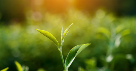 Green tea tree leaves field Fresh young tender bud herbal in farm on summer morning. Sunlight Green tea tree plant camellia sinensis in organic farm. Close up Tree tea plant green nature in morningの写真素材