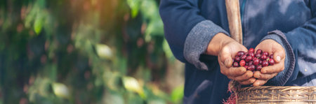 Banner coffee plant farm woman Hands harvest raw coffee beans. panoramaRipe Red berries plant fresh seed coffee tree growth in green farm. Hands harvest red bean seed robusta arabica with copy space.の写真素材
