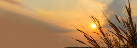 Banner Sunset grass wind autumn meadow in countryside. Panorama Beautiful sunset golden grass field natural flora sunlight outdoor flare. Rural landscape nature plant scene crop view with copy spaceの写真素材