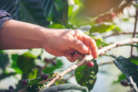 Man Hands harvest coffee bean ripe Red berries plant fresh seed coffee tree growth in green eco organic farm. Close up hands harvest red ripe coffee seed robusta arabica berry harvesting coffee farmの写真素材