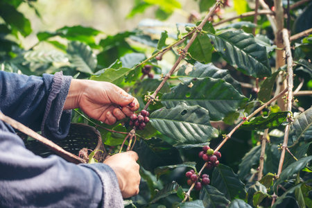 Man Hands harvest coffee bean ripe Red berries plant fresh seed coffee tree growth in green eco organic farm. Close up hands harvest red ripe coffee seed robusta arabica berry harvesting coffee farmの写真素材