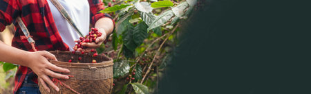 Banner coffee plant farm woman Hands harvest raw coffee beans. panoramaRipe Red berries plant fresh seed coffee tree growth in green farm. Hands harvest red bean seed robusta arabica with copy space.の写真素材