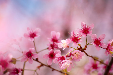 Pink Pastel flower floral soft nature blossom blurred background. Vintage retro romance plum botanical bloom spring season. Blurry Cherry blossom petals plant in beautiful garden. Backdrop templateの写真素材