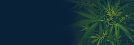 Banner Green weed Marijuana tree cannabis plant narcotic herbal in CBC greenhouse. Panorama Hemp leaf made cannabis crude oil medicine farm. CBC, THC herb agriculture Weed leaf Drug with copy spaceの写真素材