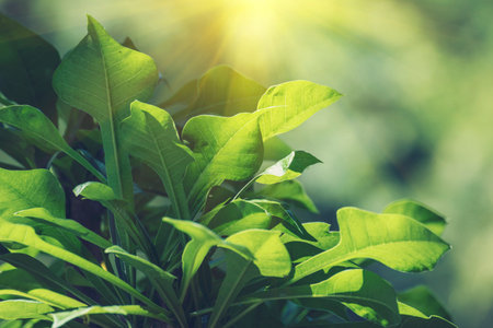Blur background green park garden nature bright sunny forest. Blurry outdoor park in spring time glowing shinny day template with sunlight bokeh. Abstract blurred background banner copy space.の写真素材