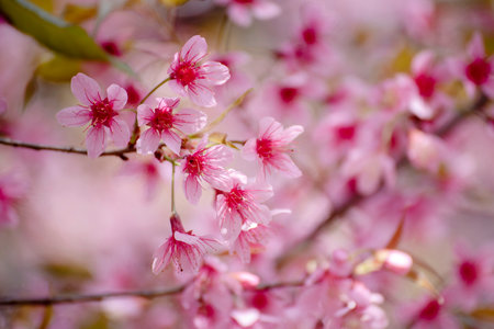 Pink Pastel flower floral soft nature blossom blurred background. Vintage retro romance plum botanical bloom spring season. Blurry Cherry blossom petals plant in beautiful garden. Backdrop templateの写真素材
