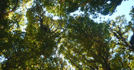 Nature forest green tree magic sunlight beam light in woodland. Beautiful rays of sunlight in tranquil green forest. Sumbeam through ray light outdoors park. Natural Blurred background summer time.の写真素材