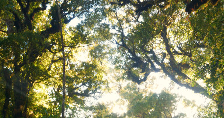 Nature forest green tree magic sunlight beam light in woodland. Beautiful rays of sunlight in tranquil green forest. Sumbeam through ray light outdoors park. Natural Blurred background summer time.の写真素材