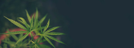 Banner Green weed Marijuana tree cannabis plant narcotic herbal in CBC greenhouse. Panorama Hemp...