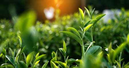 Green tea tree leaves field Fresh young tender bud herbal in farm on summer morning. Sunlight Green tea tree plant camellia sinensis in organic farm. Close up Tree tea plant green nature in morningの写真素材