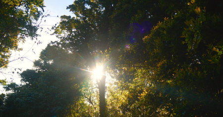 Nature forest green tree magic sunlight beam light in woodland. Beautiful rays of sunlight in tranquil green forest. Sumbeam through ray light outdoors park. Natural Blurred background summer time.の写真素材
