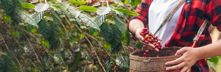 Banner coffee plant farm woman Hands harvest raw coffee beans. panoramaRipe Red berries plant fresh seed coffee tree growth in green farm. Hands harvest red bean seed robusta arabica with copy space.の写真素材